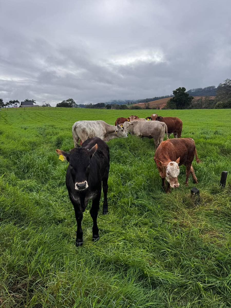 Gado no pasto verde